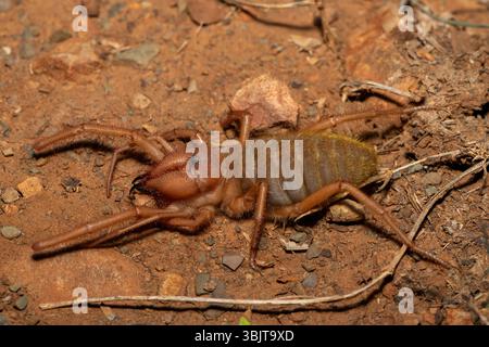 Primo piano di un bellissimo solifuge a gambe rosse (Solpugema sp) in cerca di cibo nella natura selvaggia del Capo Orientale, in Sudafrica Foto Stock