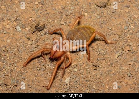 Primo piano di un bellissimo solifuge a gambe rosse (Solpugema sp) in cerca di cibo nella natura selvaggia del Capo Orientale, in Sudafrica Foto Stock