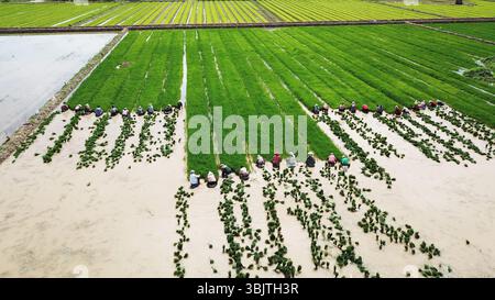 Gli agricoltori trapiantano piantine di riso nei campi di Lianyungang City, provincia di Jiangsu, Cina il 17 giugno 2025. Foto Stock