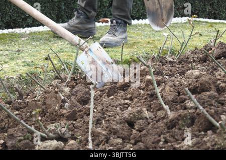 Prepararsi a piantare cespugli di rose in primavera Foto Stock