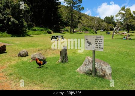 Nene (oca hawaiana) cartello di avvertimento e gallo al Kanaloahuluhulu Meadow nel Koke'e State Park, Kauai, Hawaii; Nene è l'uccello ufficiale delle Hawaii Foto Stock