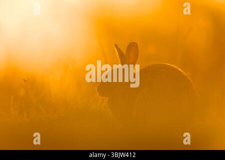 Coniglio europeo Oryctolagus cuniculus, adulto seduto sulla prateria all'alba, Suffolk, Inghilterra, giugno Foto Stock