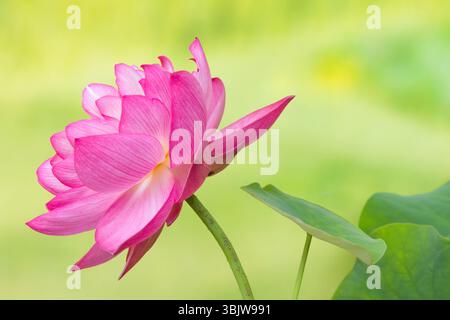 Pieno fiore di un fiore di loto di nome Lotus Nelumbo Elite Red Foto Stock