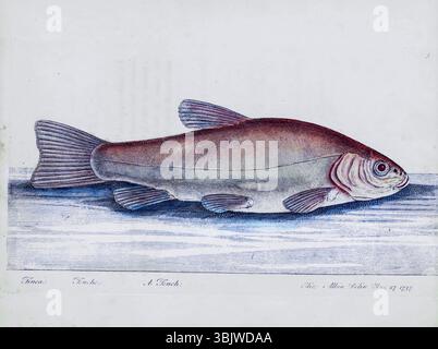 Tinca tinca è un pesce d'acqua dolce e salmastra dell'ordine Cypriniformes, ritrovato in tutta l'Eurasia dall'Europa occidentale, compresa la Gran Bretagna e l'Irlanda, fino all'Asia fino ai fiumi OB e Yenisei, dal libro THE HISTORY OF ESCULENT FISH, CON PIATTI, DISEGNATI E INCISI DA ELEAZAR ALBIN E UN SAGGIO SULL'ALLEVAMENTO DI PESCI, E LA COSTRUZIONE DI STAGNI DI PESCI, DALL'ONOREVOLE ROGER NORTH, pubblicato nel 1794 Foto Stock