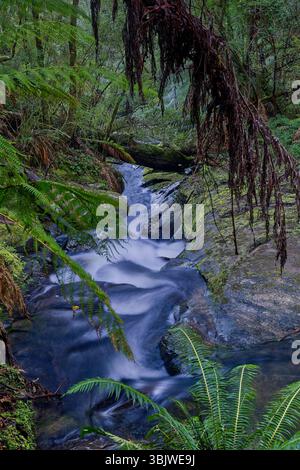 Immagine a lunga esposizione della fitta cascata della foresta pluviale di ferny del canyon delle slot, presso le cascate Triplet Falls, il Great Otway National Park, Victoria, Australia Foto Stock