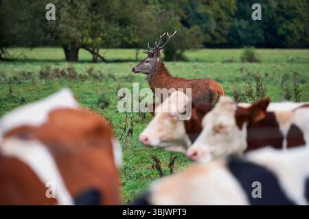 Balan (Francia centro-orientale): Cervo rosso selvatico in un prato vicino alle case. Foto Stock