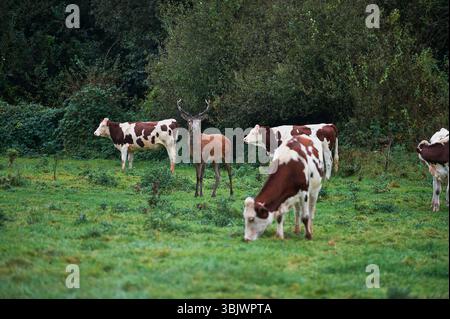 Balan (Francia centro-orientale): Cervo rosso selvatico in un prato vicino alle case. Foto Stock