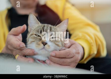 Primo piano di donne anziane sedute e accarezzate un gatto tabby sul divano di casa. Messa a fuoco selettiva. Giocare con il concetto di gatto carino. Foto Stock