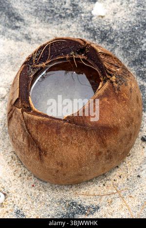Il guscio di cocco è seduto a terra, con un piccolo pezzo mancante. Il guscio è incrinato e presenta un foro che gli conferisce un ap usurato e intemprato Foto Stock