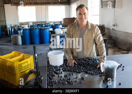 Smistamento di uve scure maschio maturo su un tavolo in acciaio inox in magazzino con secchio e spazio di copia Foto Stock