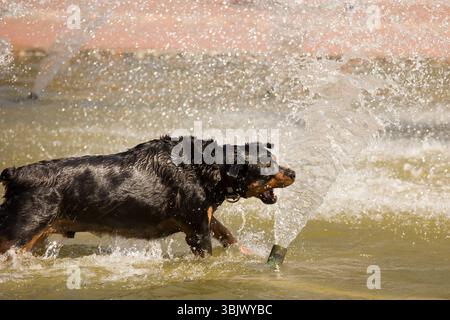 Happy Rottweiler che gioca nella fontana Foto Stock