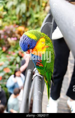Vivace lorichetto arcobaleno (Trichoglossus haematodus moluccanus) arroccato su una ringhiera di metallo in un ambiente tropicale al coperto in mezzo a un fogliame colorato e sfocato Foto Stock