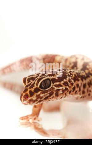 Giovane geco leopardo isolato su bianco Foto Stock