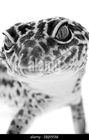 gecko leopardo su sfondo bianco isolato guardando Foto Stock