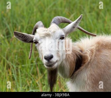 Ritratto di capra sul prato in estate giorno di sole Foto Stock