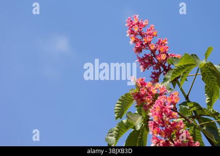 Ippocastano Aesculus carnea con fiori rosa in fiore Foto Stock