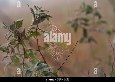 Ragnatela con gocce di rugiada sulla diramazione Foto Stock