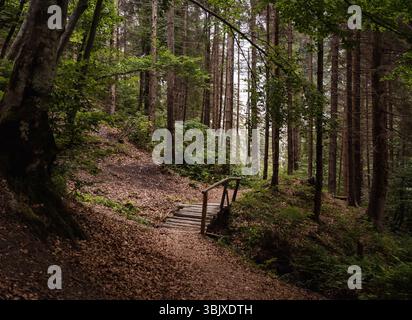 Piccola passerella nella foresta di montagna. Passerella su un sentiero nella pineta. Foto Stock
