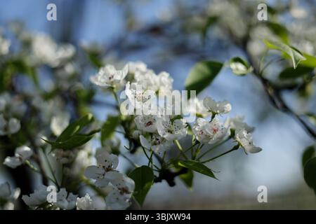 Primo piano di un pere in fiore al sole del mattino. Pere in fiore, fiori teneri su un albero in luce soffusa contro il cielo blu Foto Stock