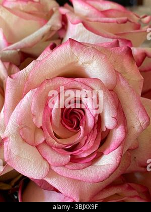 Primo piano di una rosa fiorita. I petali sono principalmente di colore bianco cremoso o blush chiaro, con accenti rosa intenso lungo i bordi. Foto Stock