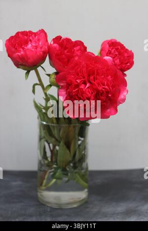 Peonie rosse in vaso di vetro su sfondo grigio. Foto Stock