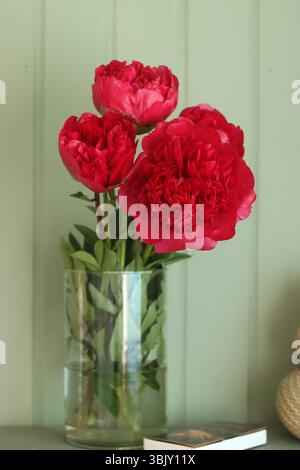 Peonie rosse in vaso di vetro su sfondo grigio. Foto Stock