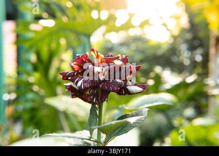 Primo piano di una rara rosa a righe con petali rossi e bianchi che fioriscono in un giardino. Catturato durante l'ora d'oro. Foto Stock