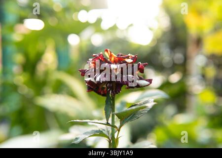Primo piano di una rara rosa a righe con petali rossi e bianchi che fioriscono in un giardino. Catturato durante l'ora d'oro. Foto Stock