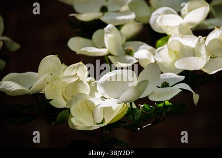 Fiori di pino bianco in morbida luce naturale su sfondo scuro, vista ravvicinata dei delicati fiori primaverili, simbolo di rinnovamento e pace. Foto Stock