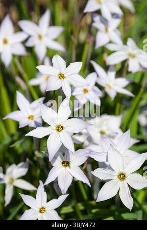 Ipheion uniflorum White Star, stella bianca primavera, fiori bianchi in primavera. Foto Stock
