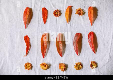 Rosso Foglie di autunno Foto Stock