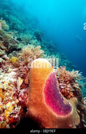 Una vivace scena subacquea mostra un ecosistema di barriera corallina diversificato, con una grande formazione corallina beige al centro della scena, adornata da un'impressionante patch viola. Vari altri coralli e vita marina popolano la barriera corallina, creando un ambiente ricco e colorato. L'immagine cattura la bellezza e la complessità del mondo sottomarino, evidenziando l'importanza delle barriere coralline come habitat per innumerevoli specie. Foto Stock