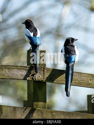 Due magpies su una recinzione di legno, Chipping, Preston, Lancashire, Regno Unito Foto Stock