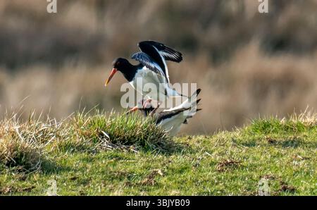 Due oystercatcher di accoppiamento, Chipping, Preston, Lancashire, Regno Unito Foto Stock