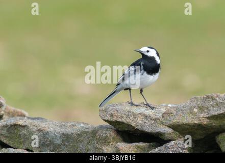 Una coda d'alga pied su un muro di pietra, Chipping, Preston, Lancashire, Regno Unito Foto Stock