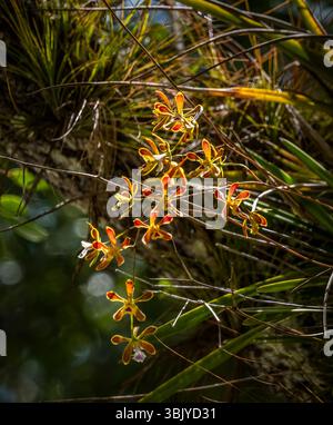Le orchidee delle farfalle di Tampa, note anche come Florida Butterfly Orchids, crescono selvatiche nel Myakka River State Park, a Sarasota Fliorida, USA Foto Stock