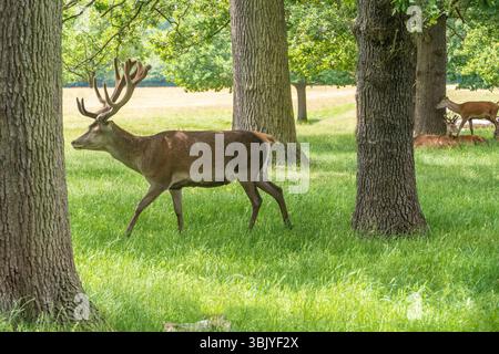 Red Deer Herd nel parco di Richmond Londra Regno Unito Foto Stock