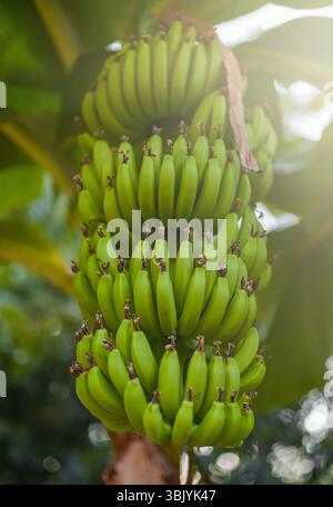 Mazzo di banane verdi non mature in piantagione. Foto Stock