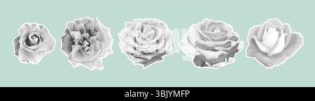 Set di rose mezzitoni stilizzate in bianco e nero. Illustrazione Vettoriale