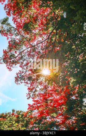 Scatto verticale di fiori rossi e fiammeggianti e foglie verdi contro un cielo blu brillante, con raggi di luce che creano una suggestiva atmosfera tropicale. Foto Stock