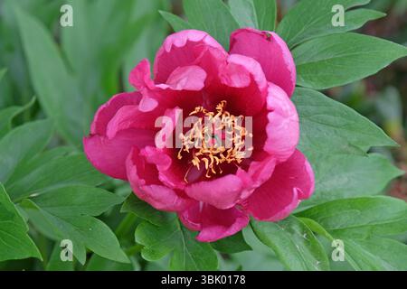 Paeonia lactiflora singola viola, peonia in fiore. Foto Stock