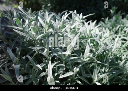 Pianta di Cerastium tomentosum, nota anche come neve in estate. Foto Stock