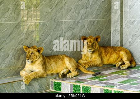 Due leoni giovani che si trovano fianco a fianco su piastrelle a motivi geometrici, rilassandosi all'ombra fresca contro una liscia parete in marmo piastrellato. Foto Stock