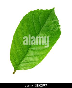 Foglia verde brillante con venature visibili che poggiano su uno sfondo bianco pulito Foto Stock