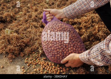 Agricoltore in possesso di una borsa a rete ripiena di nocciole appena raccolte in autunno, che mostra l'agricoltura biologica della frutta a guscio e l'agricoltura rurale. Foto Stock