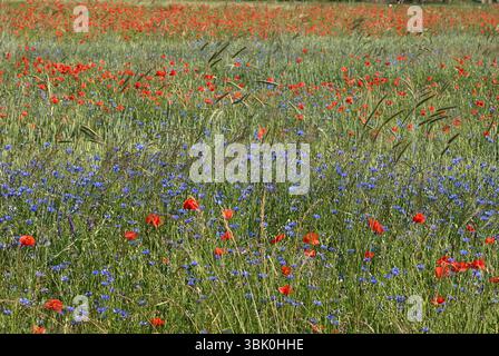 Un colorato prato estivo pieno di papaveri rossi in fiore (Papaver rhoeas) e fiori di mais blu (Centaurea cyanus) Foto Stock