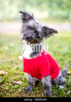 Un simpatico cucciolo di razza mista Yorkshire Terrier x Cairn Terrier che indossa un maglione rosso all'aperto Foto Stock