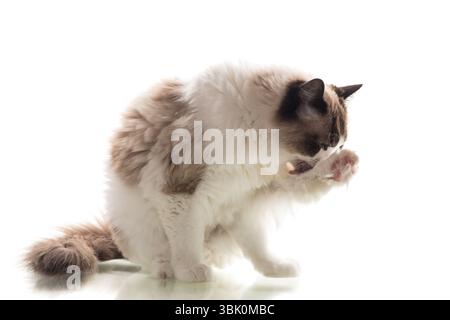 Sfondo bianco, gatto Ragdoll dai capelli lunghi giace con calma. Foto Stock