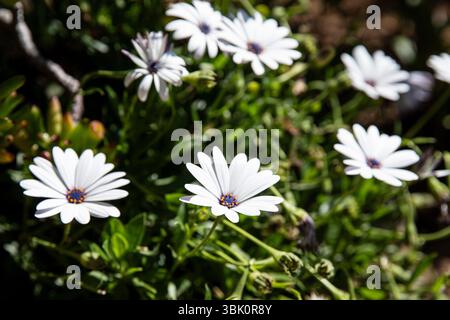 Affascinanti fiori selvatici, margherite, macro, c'è spazio per il testo Foto Stock