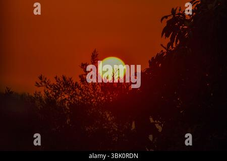Il sole tramonta una calda luce soffusa attraverso il fogliame sagomato, dipingendo il cielo con sfumature arancioni. Bellezza serena. Foto Stock